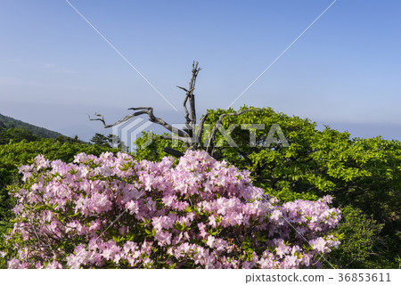 Deogyusan，Muju-gun，Jeonbuk 36853611