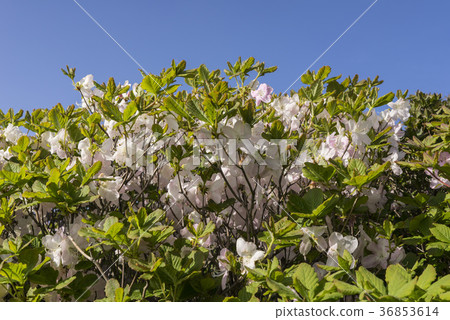 Deogyusan，Muju-gun，Jeonbuk 36853614