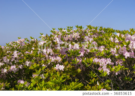 Deogyusan，Muju-gun，Jeonbuk 36853615