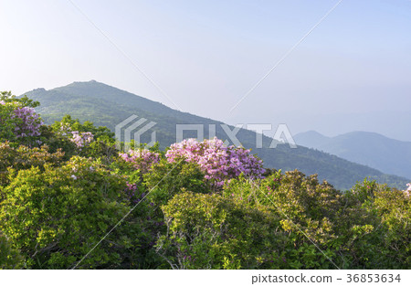 Deogyusan，Muju-gun，Jeonbuk 36853634