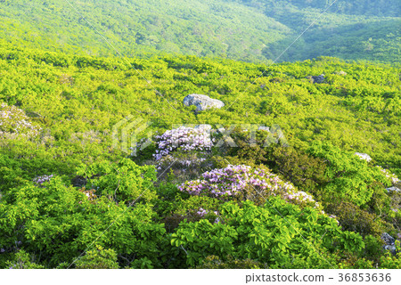 Deogyusan，Muju-gun，Jeonbuk 36853636