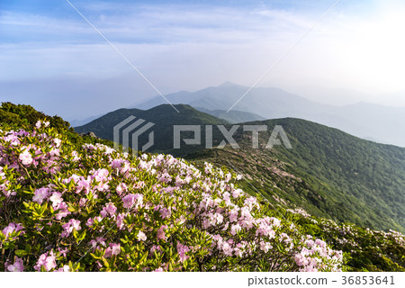 Deogyusan，Muju-gun，Jeonbuk 36853641