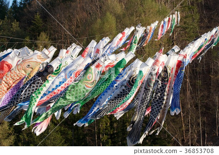 Flower streamer of Hanasaki 36853708