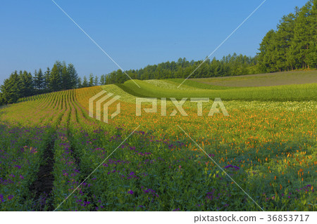  Farm Tomita 36853717