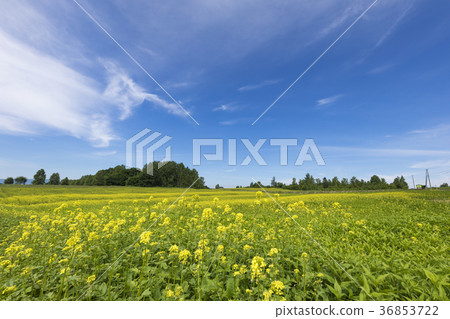 Cigar hill Cigar hill 36853722