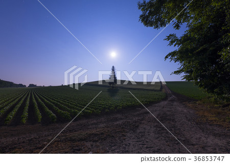 Christmas tree and moonlight Christmas tree and moonlight 36853747