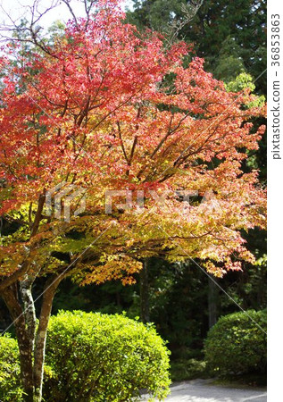 Autumn leaves (vertical position) of Kibiji Iiyama Hofuku-ji Autumn leaves (vertical position) of Kibiji Iiyama Hofuku-ji 36853863