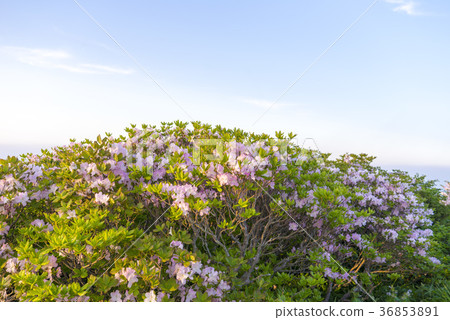 Deogyusan, Muju-gun, Jeonbuk 36853891