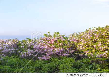 Deogyusan, Muju-gun, Jeonbuk 36853892