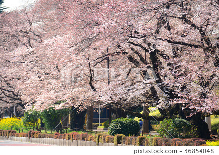 Cherry blossoms and rape blossoms of Tokyo National City National station square university street 36854048