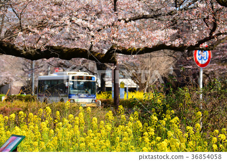 Cherry blossoms and rape blossoms of Tokyo National City National station square university street 36854058