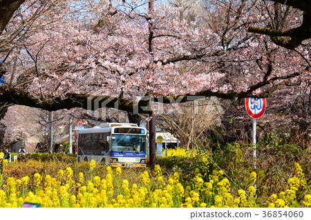 Cherry blossoms and rape blossoms of Tokyo National City National station square university street 36854060