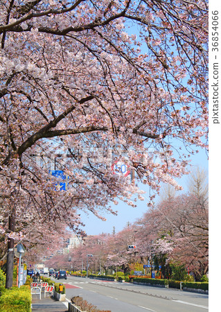 Cherry blossoms and rape blossoms of Tokyo National City National station square university street 36854066