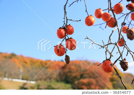 柿子堅果 柿子堅果 36854077