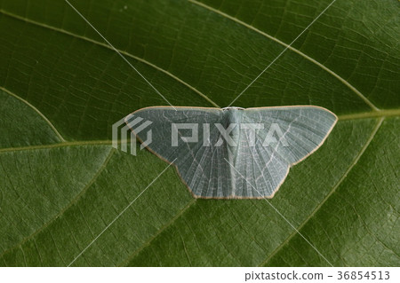 生物昆蟲藍色線條，淡藍綠色線條。仔細觀察，一側有波紋圖案 36854513