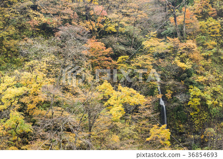 Ayukawa Hiigetsu Gorge in Autumn 36854693