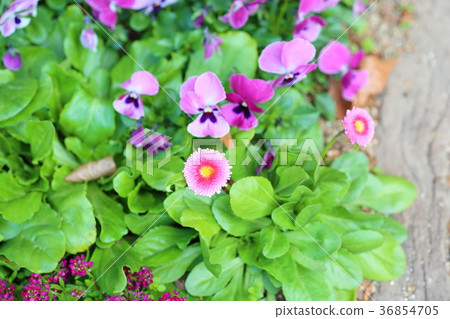 黛西的花 黛西的花 36854705