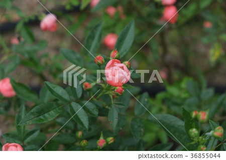 菊花玫瑰第2部分 36855044