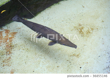 Alligator gar 36855146