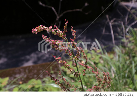 Swiva（酸葉） 36855152