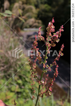 Swiva（酸葉） 36855154