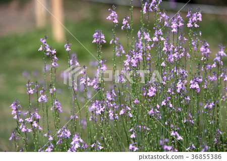 Matsuba Kailan Matsubaunran 36855386