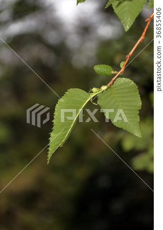 Yashabushi Yasha five folds 36855406