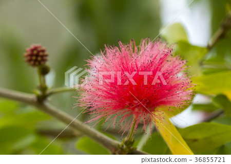 朱纓花 朱纓花 36855721