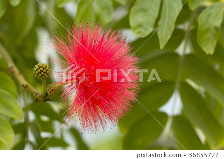 朱纓花 36855722