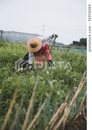 farmer, farmhouse, agriculture 36856064