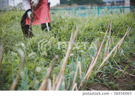 farmer, farmhouse, agriculture 36856065