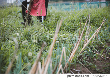 farmer, farmhouse, agriculture 36856066