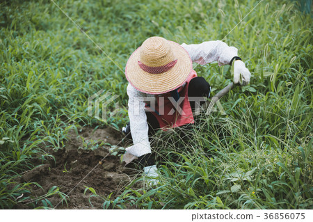 agriculture, farming, female 36856075
