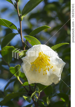 茶梅 茶梅 36856301