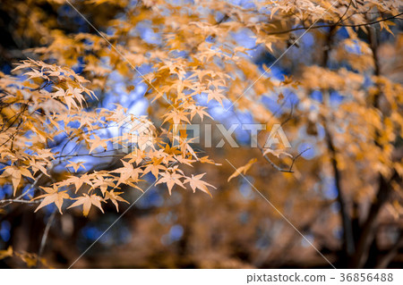 Yellow gold maple 36856488