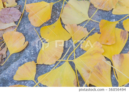Leaves of ginkgo biloba 36856494
