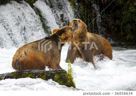 Alaska Grizzly Alaska Grizzly 36856634