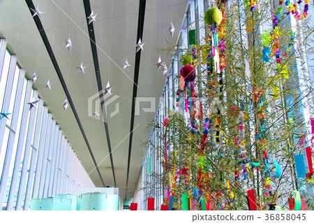 日野市民博物館Tanabata活動 36858045