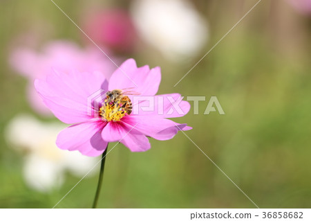 蜜蜂和宇宙 36858682