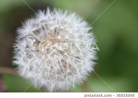 蒲公英絨毛 蒲公英絨毛 36858898