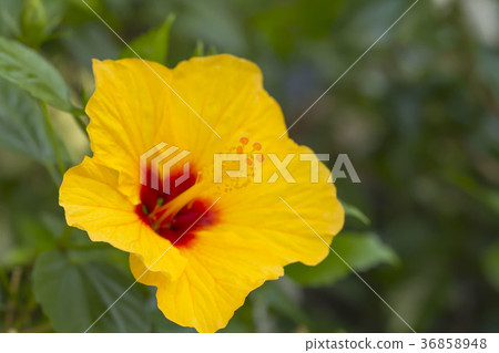Hibiscus Hibiscus 36858948