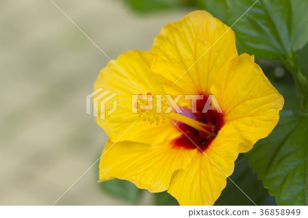 Hibiscus 36858949