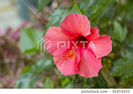 Hibiscus Hibiscus 36858950