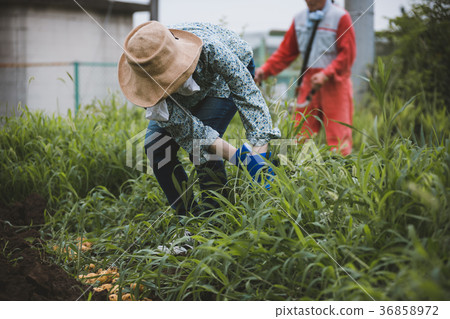 farmer, farmhouse, agriculture 36858972