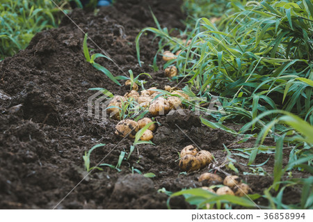 土豆 馬鈴薯 收穫 36858994