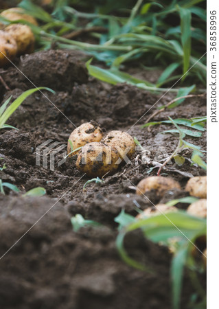 potatoes, harvest, agriculture 36858996