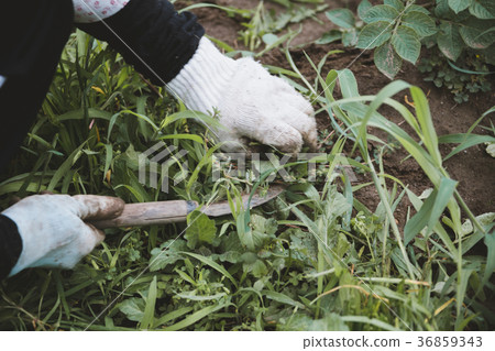 農家 農民 農夫 36859343