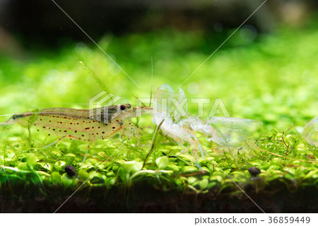 在水箱的Yamatonuma蝦 36859449