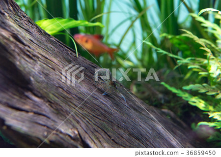 在水箱的Yamatonuma蝦 36859450