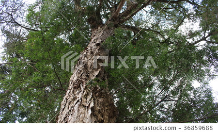 Gyozanji Oiso (Maki Tree) 36859688